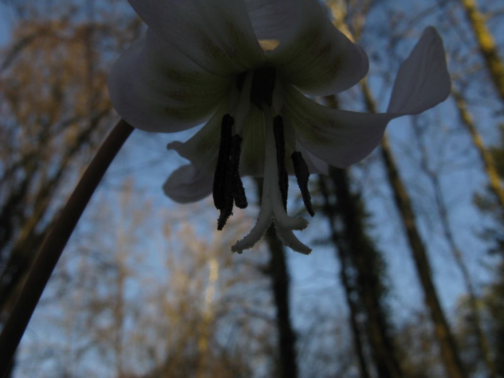 Erythronium dens-canis (Liliaceae)