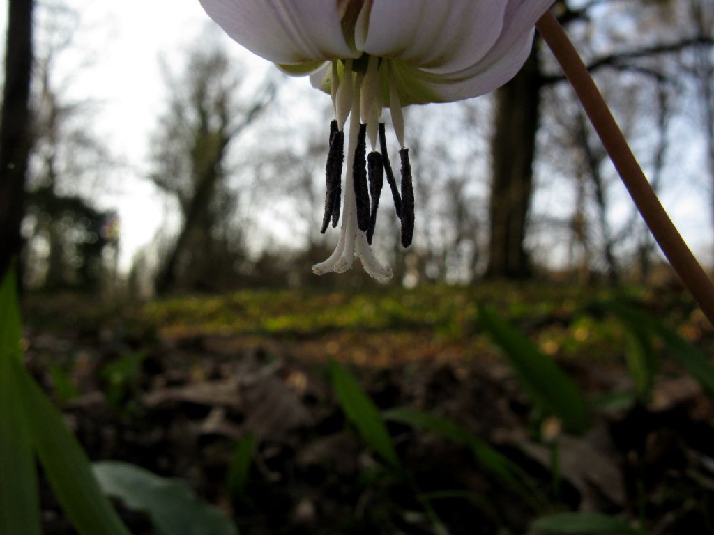 Erythronium dens-canis (Liliaceae)