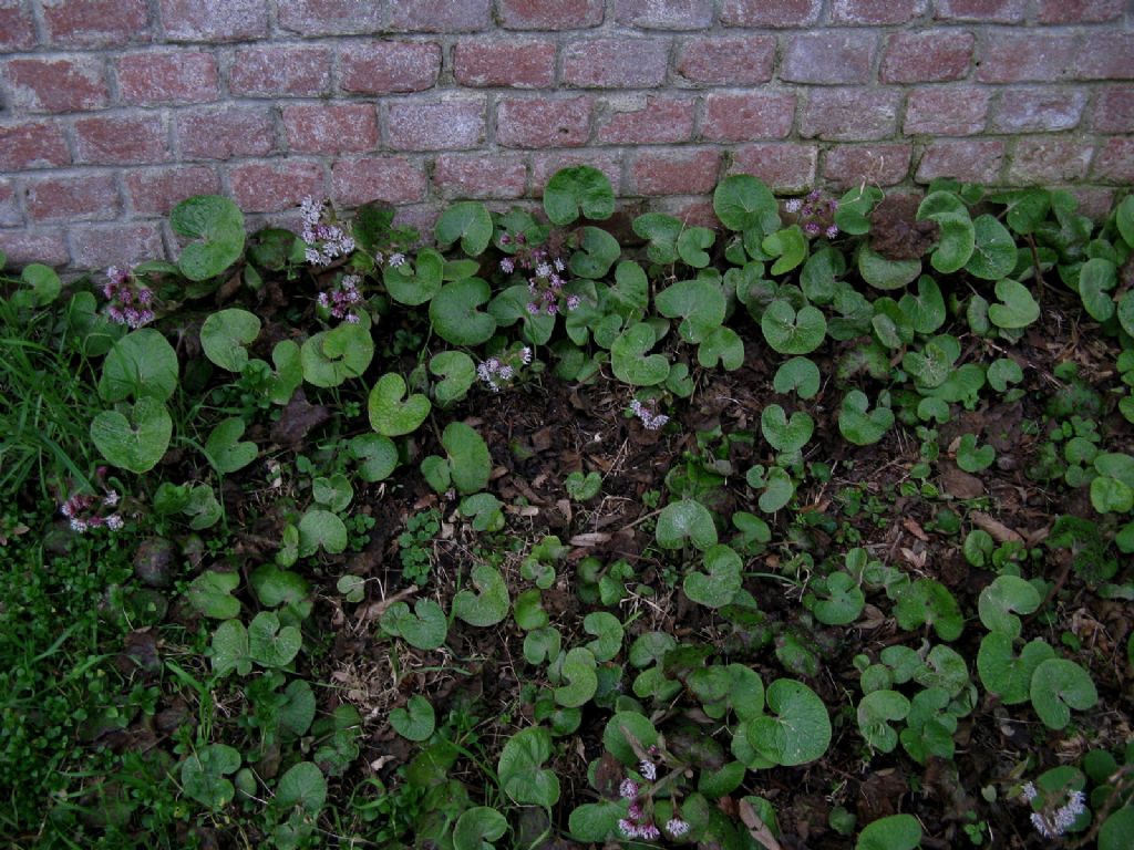 Petasites pyrenaicus