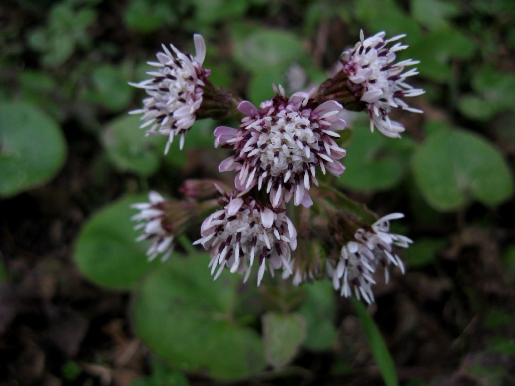 Petasites pyrenaicus