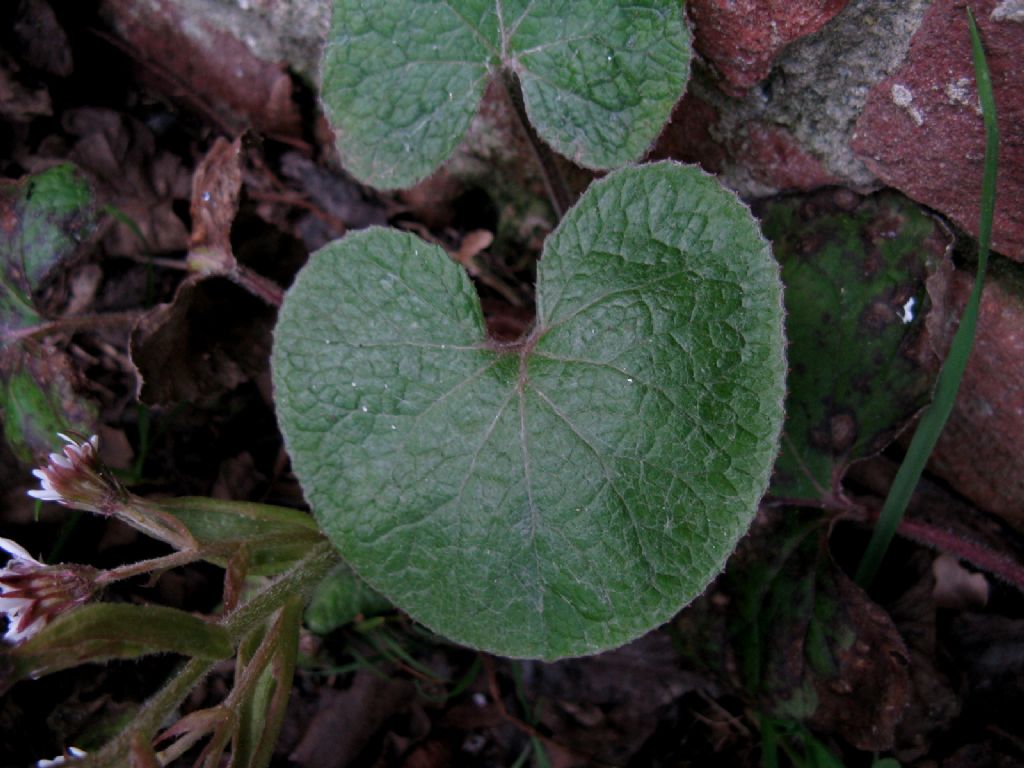 Petasites pyrenaicus