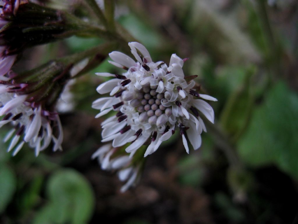 Petasites pyrenaicus