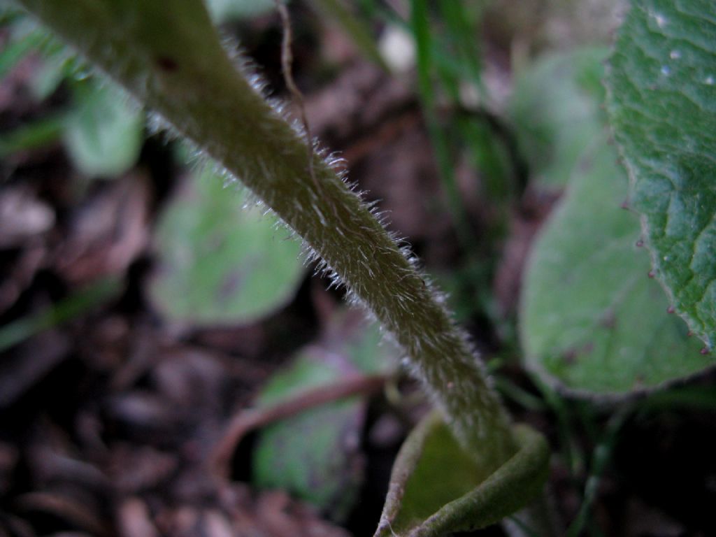 Petasites pyrenaicus