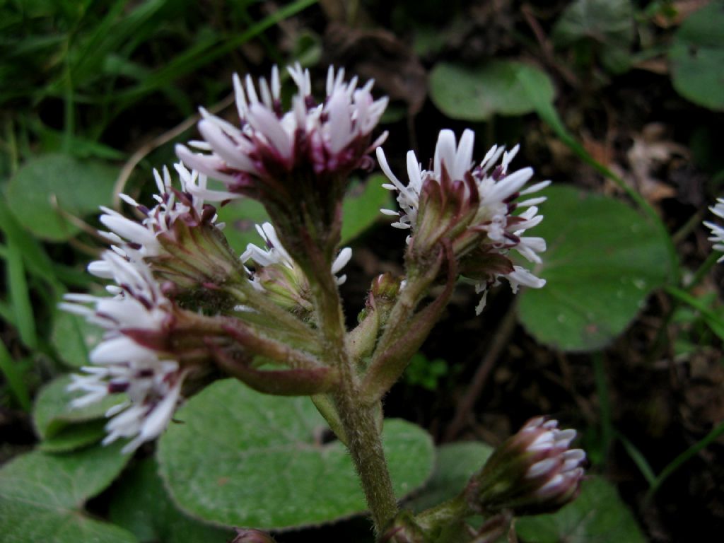 Petasites pyrenaicus