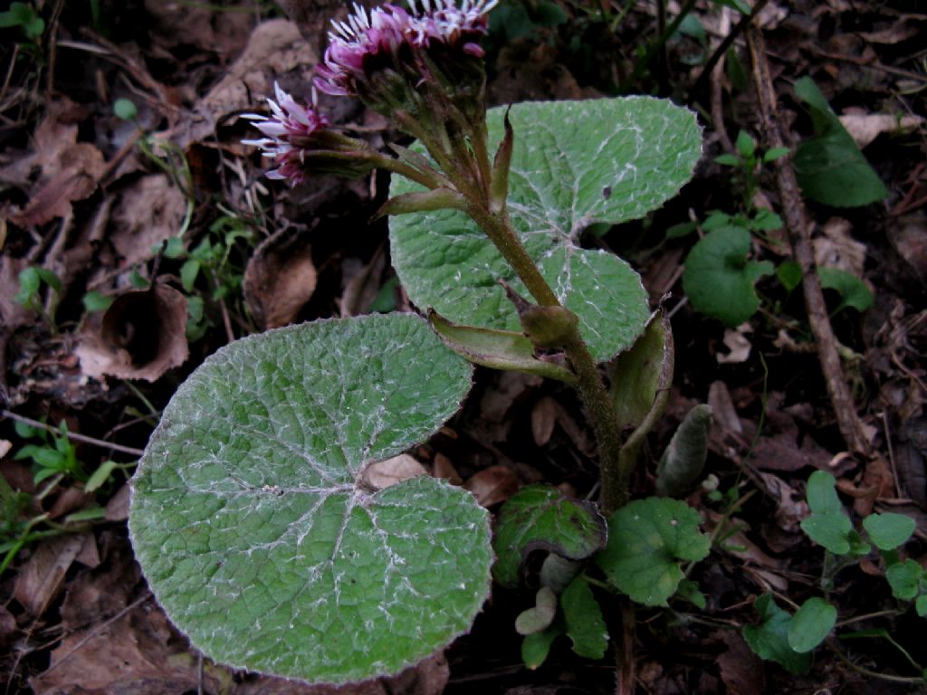 Petasites pyrenaicus