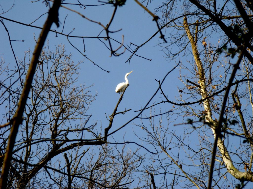 Airone bianco maggiore?  S !