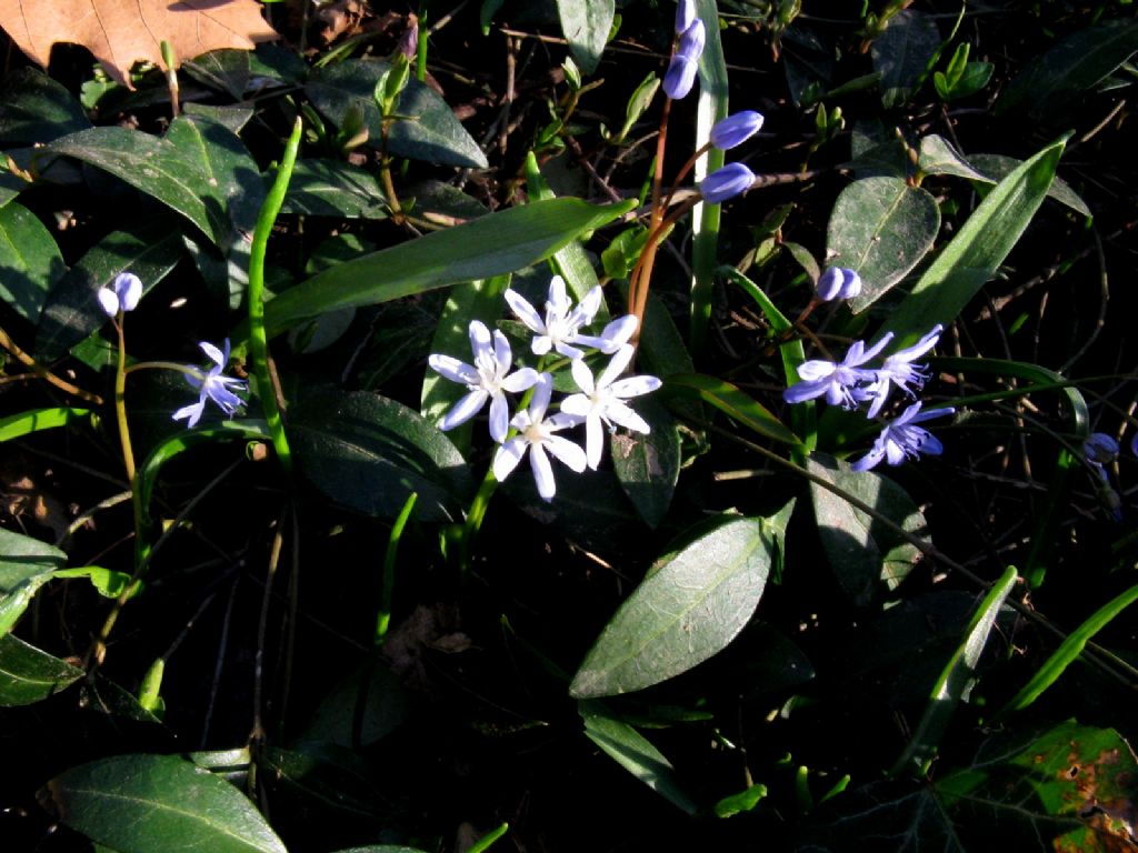 Scilla bifolia alba? ... Scilla bifolia