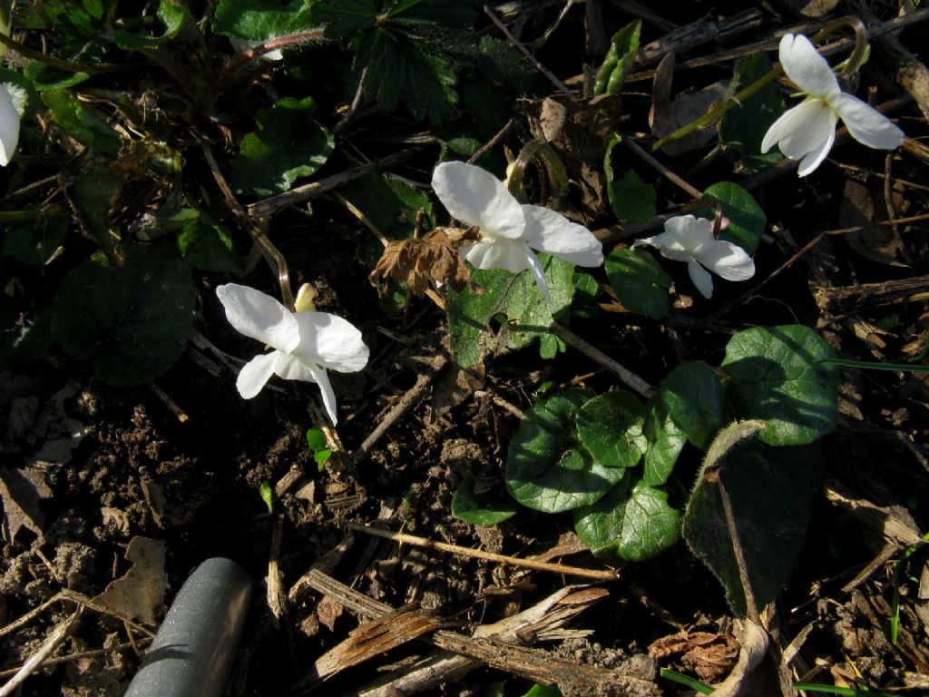 Viola bianca...?   Viola alba subsp. alba morfotipo scotophylla