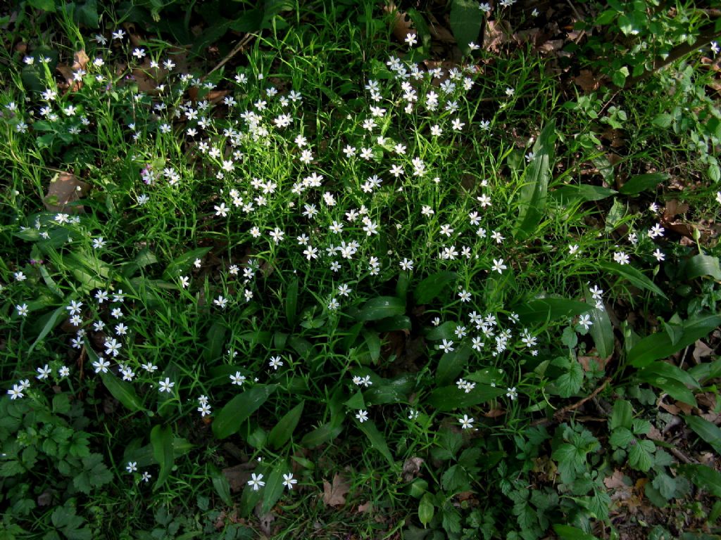 Rabelera holostea (ex Stellaria holostea)