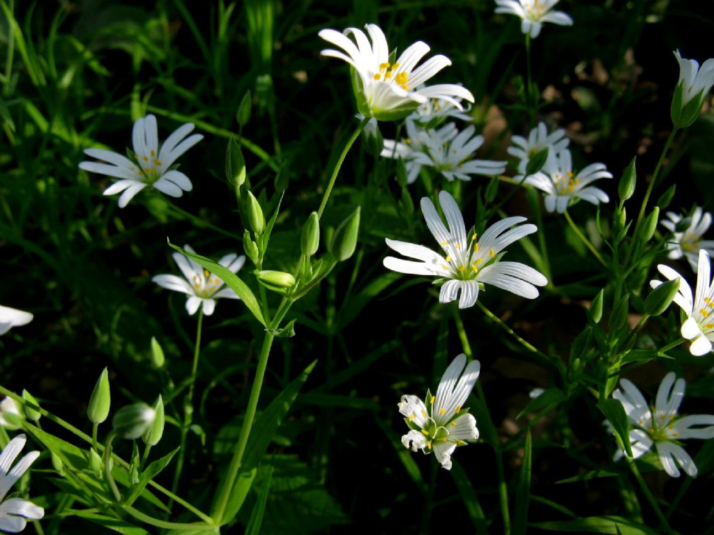 Rabelera holostea (ex Stellaria holostea)