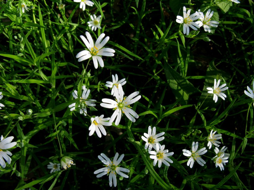 Rabelera holostea (ex Stellaria holostea)