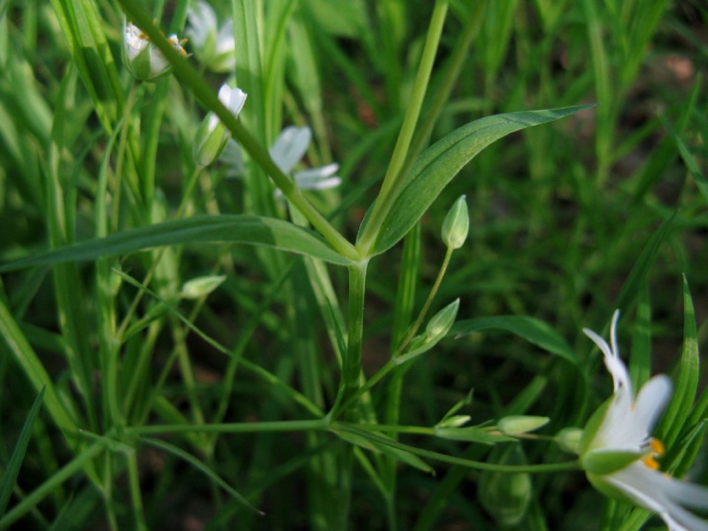 Rabelera holostea (ex Stellaria holostea)