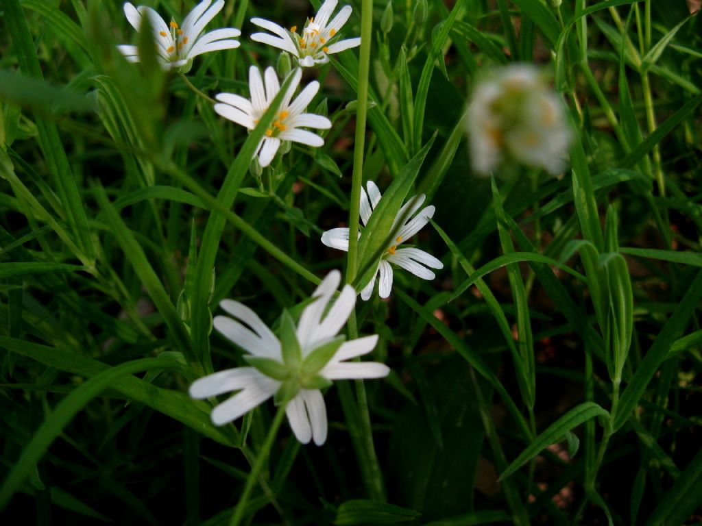 Rabelera holostea (ex Stellaria holostea)