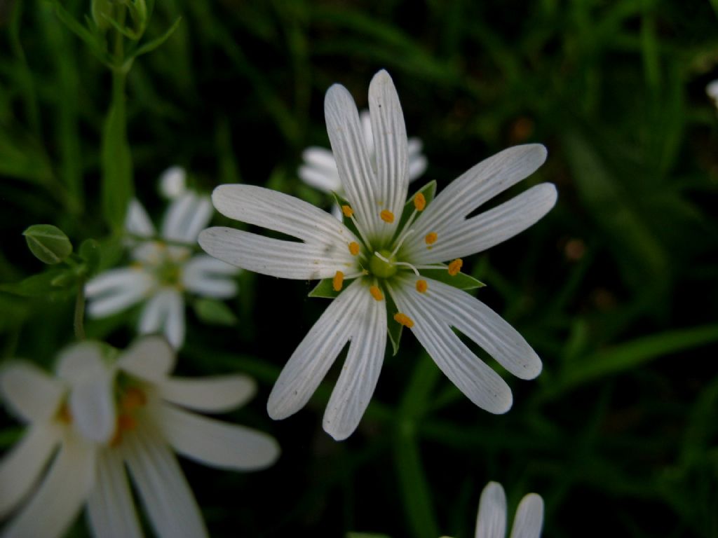 Rabelera holostea (ex Stellaria holostea)