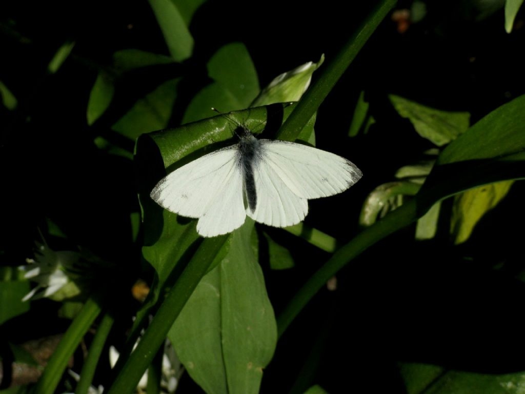 Pieris napi maschio?