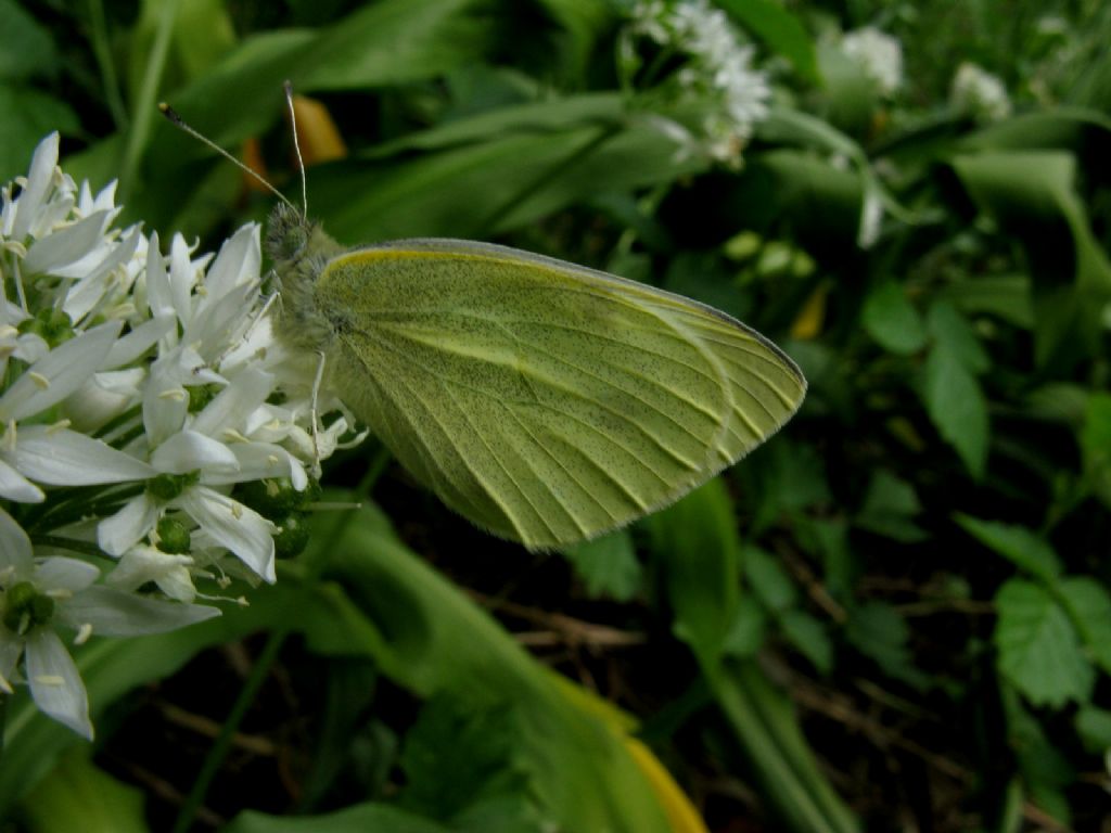 Pieris da identificare