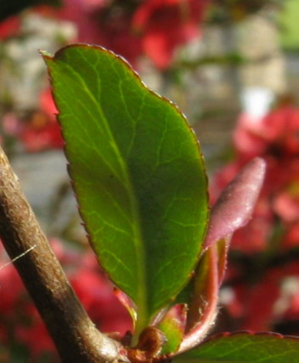 Chaenomeles cfr. speciosa (Rosaceae)
