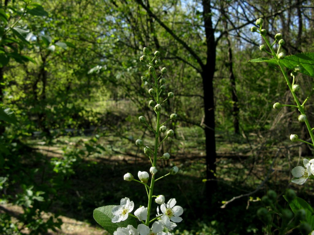 Prunus padus?  S !