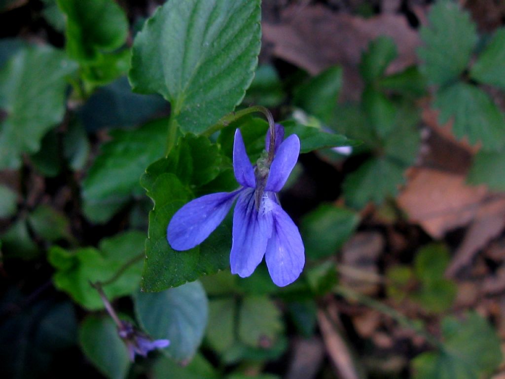 Viola reichenbachiana