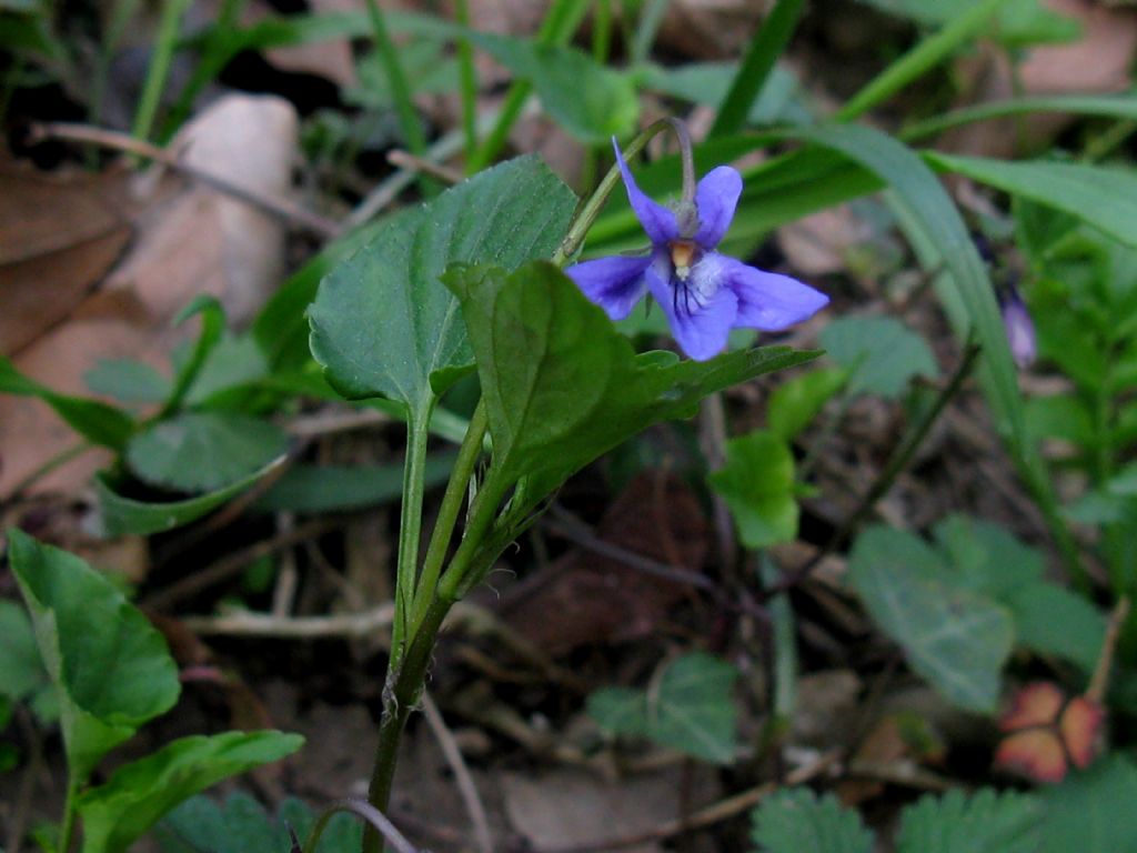 Viola reichenbachiana