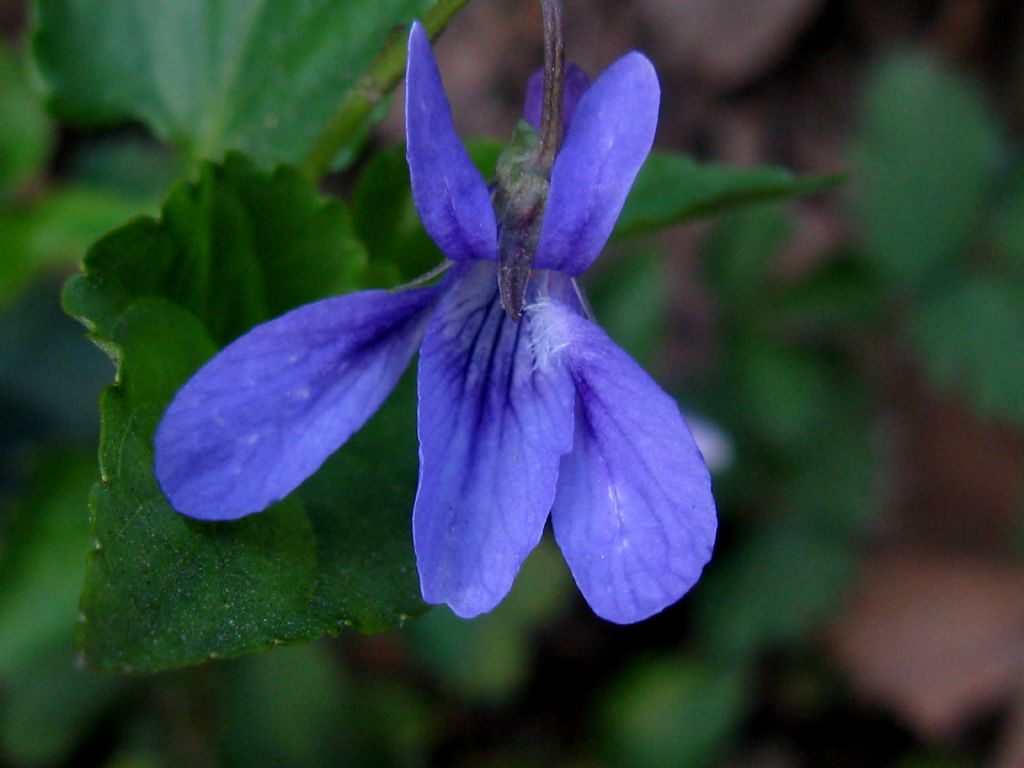 Viola reichenbachiana