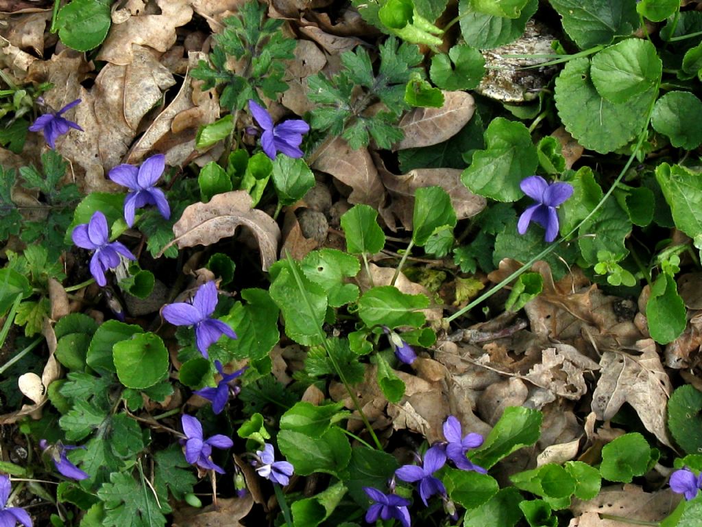 Viola cfr. odorata