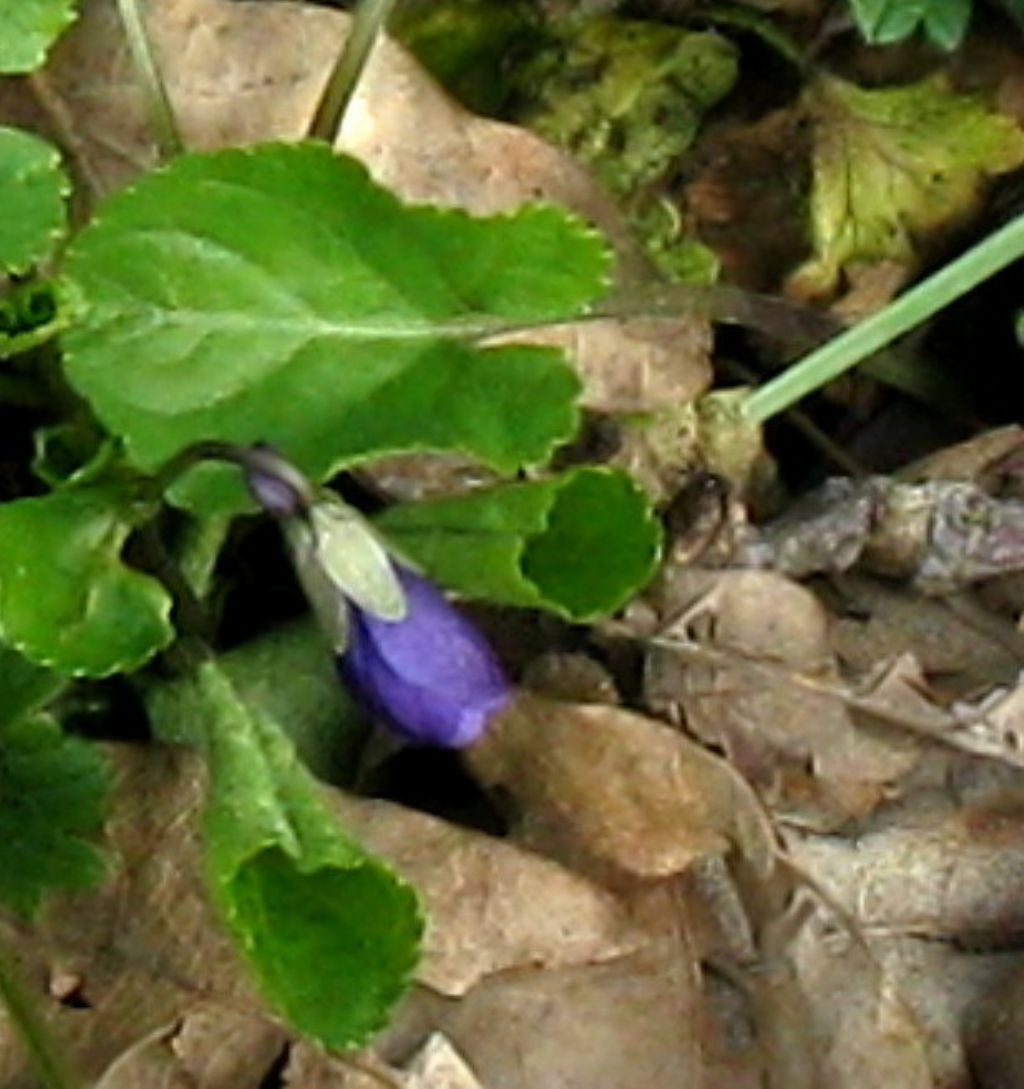 Viola cfr. odorata