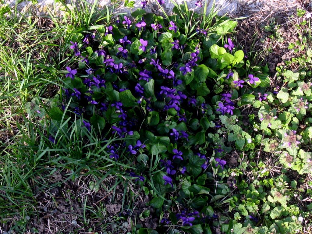 Viola odorata