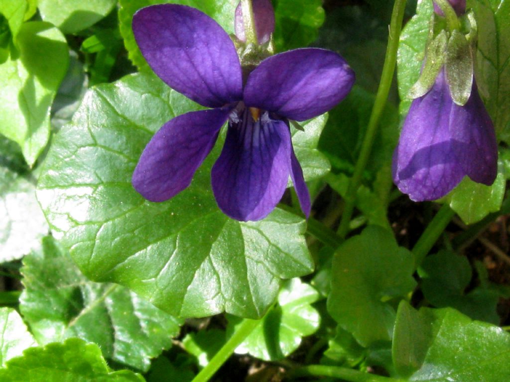 Viole in riordino 1