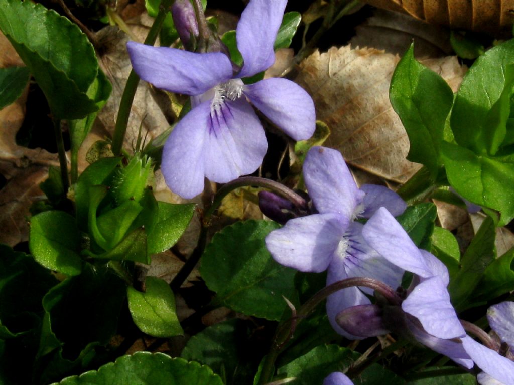 Viola reichenbachiana