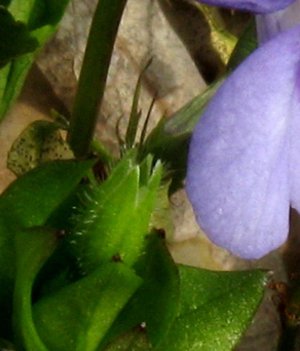 Viola reichenbachiana