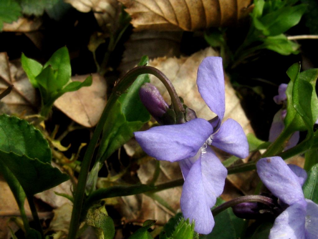 Viola reichenbachiana