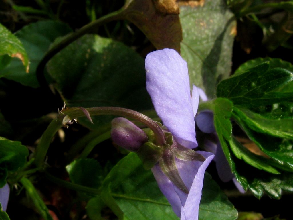 Viola reichenbachiana