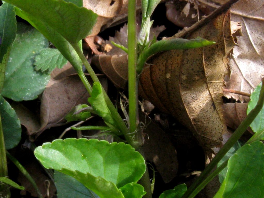 Viola reichenbachiana