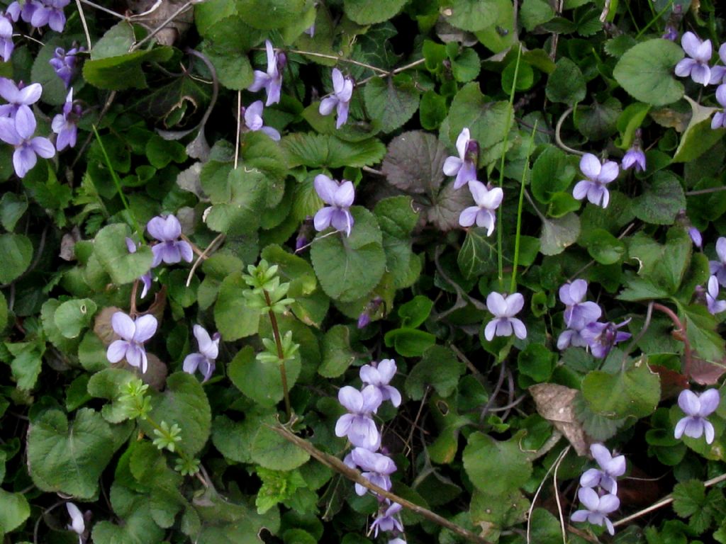 Viola alba subsp. dehnhardtii (cfr.)