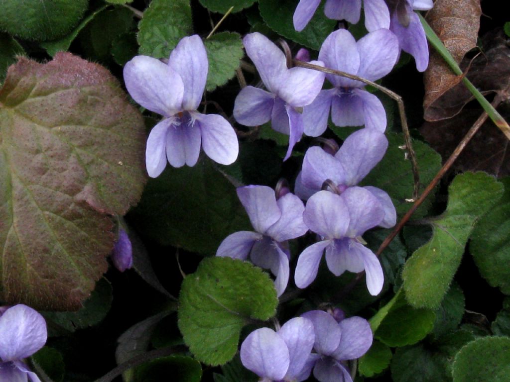 Viola alba subsp. dehnhardtii (cfr.)