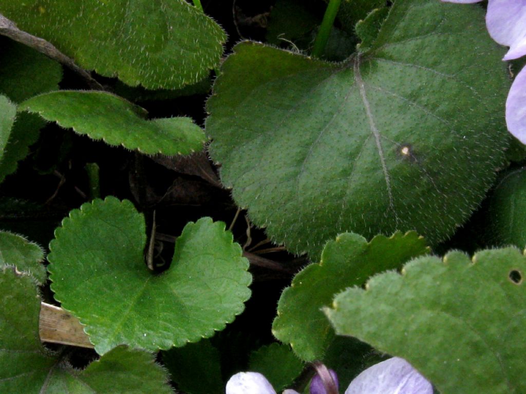 Viola alba subsp. dehnhardtii (cfr.)