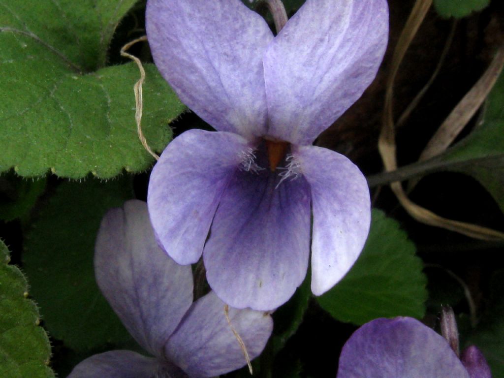 Viola alba subsp. dehnhardtii (cfr.)