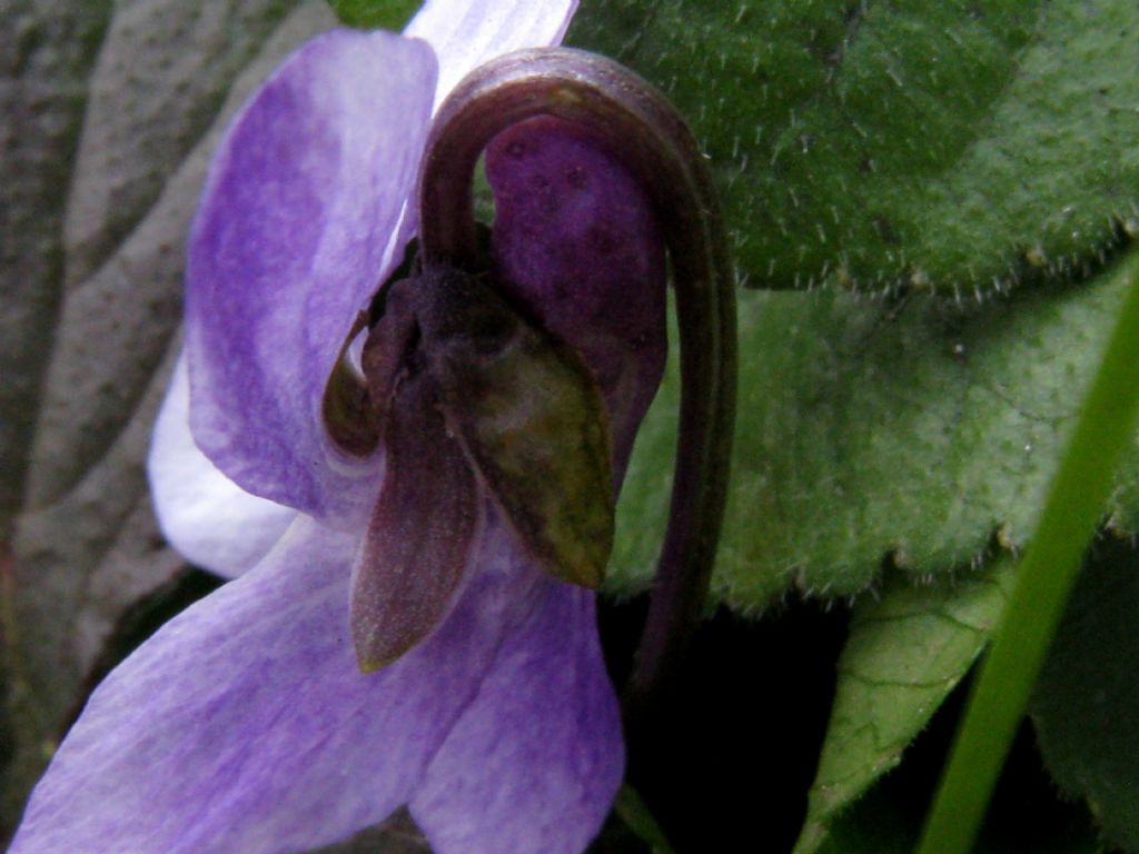 Viola alba subsp. dehnhardtii (cfr.)