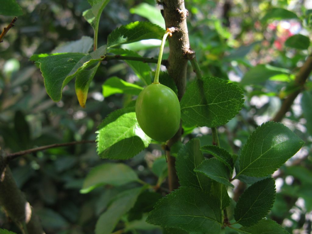 Prunus cerasifera