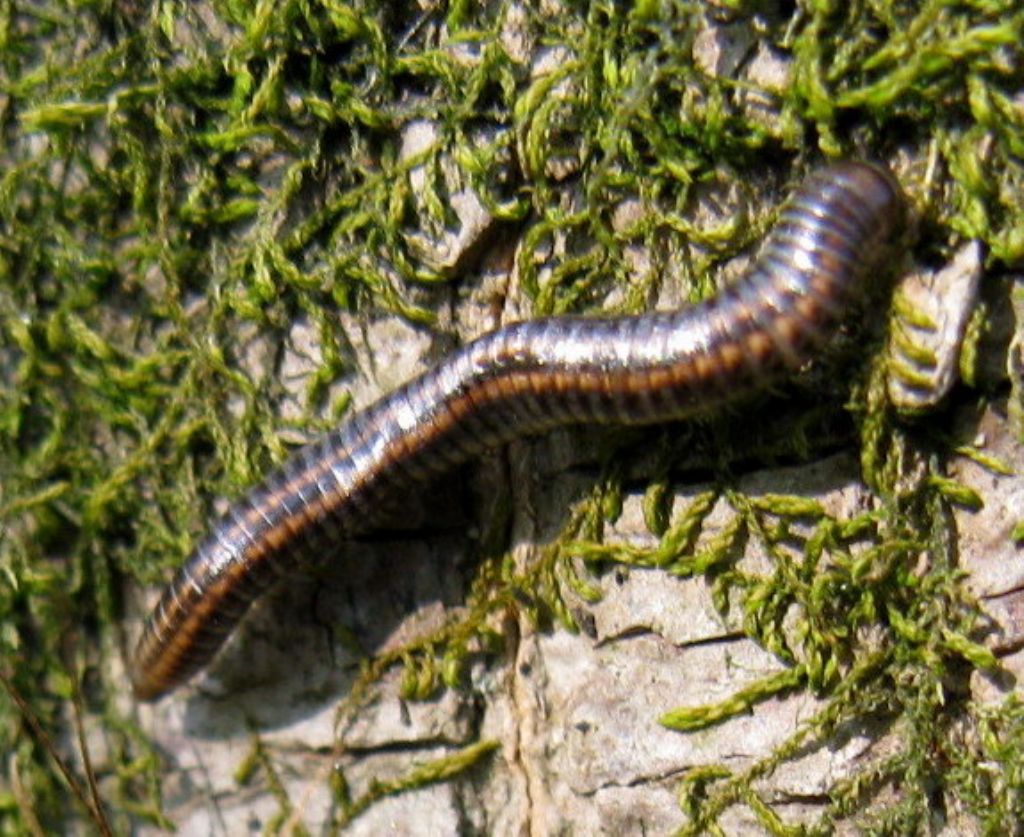 Larva di Lepidottero? No, Julidae (Millepiedi) da id.