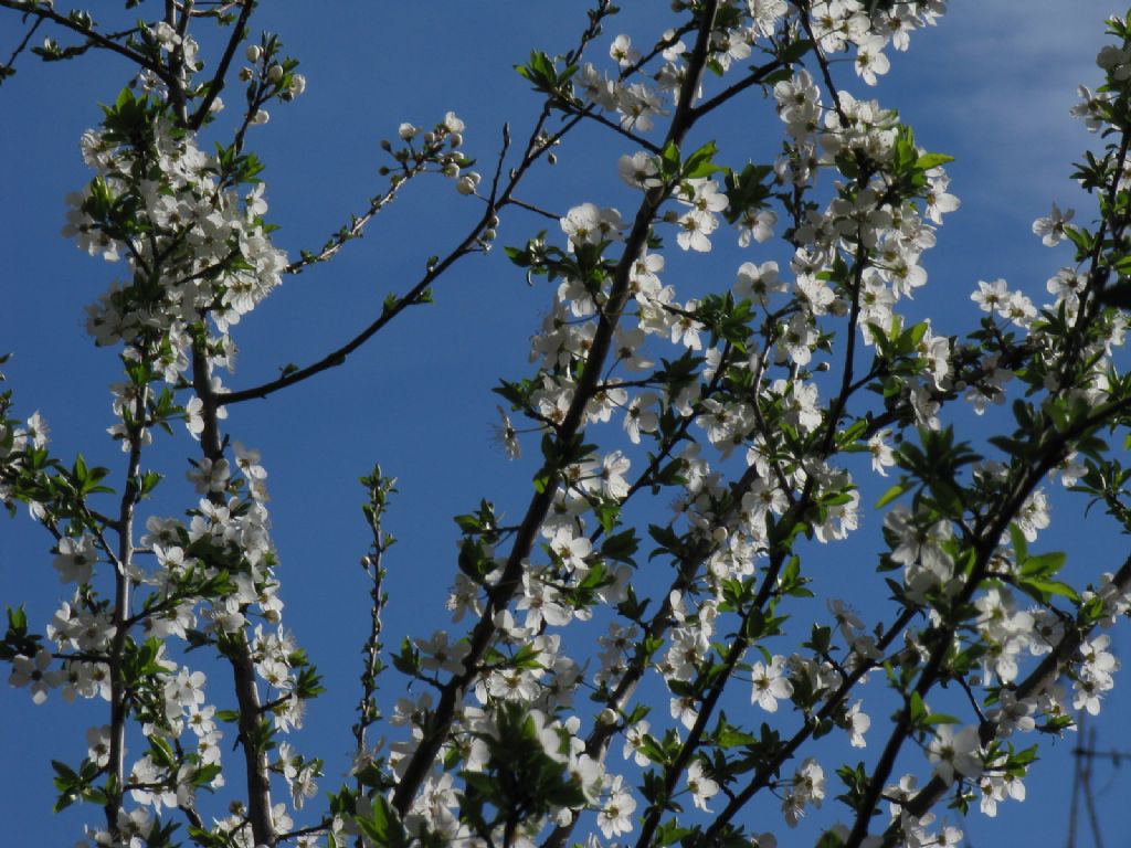 Prunus cerasifera