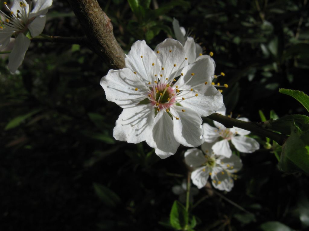 Prunus cerasifera