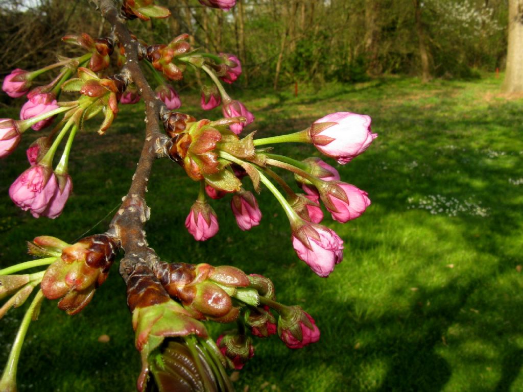 Ciliegio ornamentale?