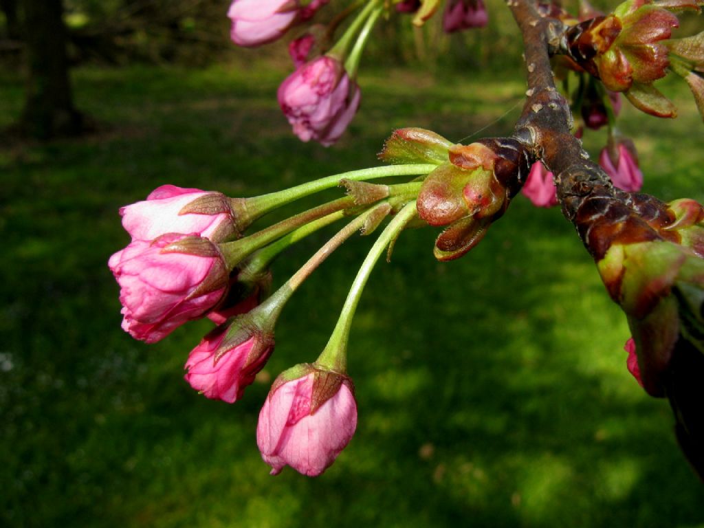 Ciliegio ornamentale?