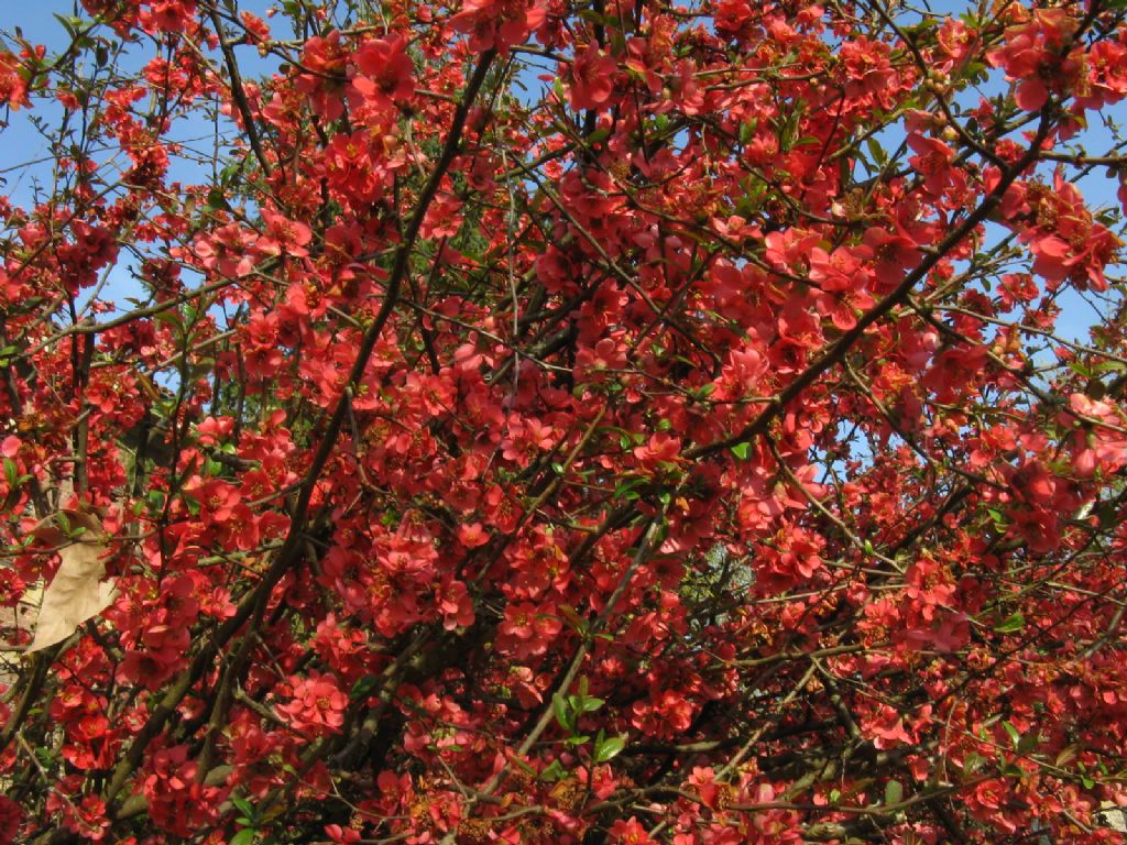 Chaenomeles cfr. speciosa (Rosaceae)