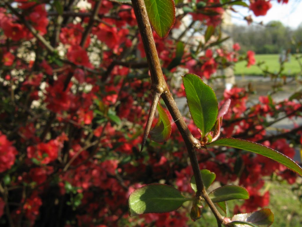 Chaenomeles cfr. speciosa (Rosaceae)