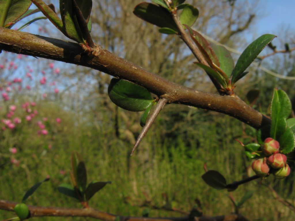 Chaenomeles cfr. speciosa (Rosaceae)