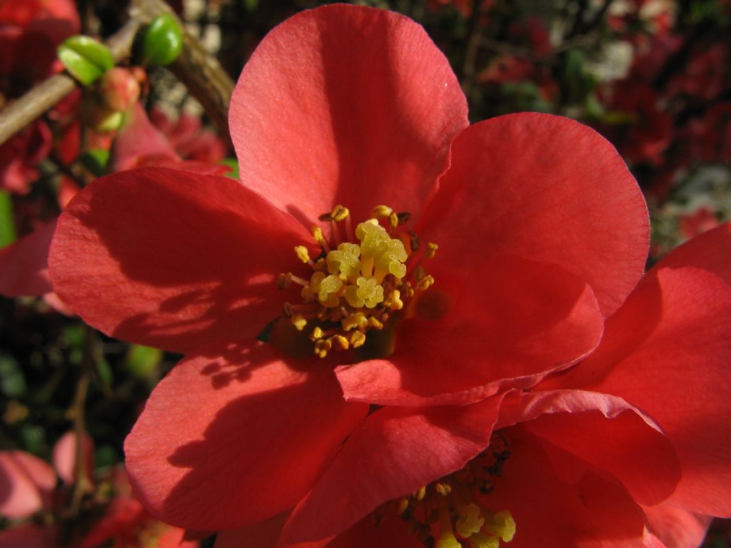 Chaenomeles cfr. speciosa (Rosaceae)