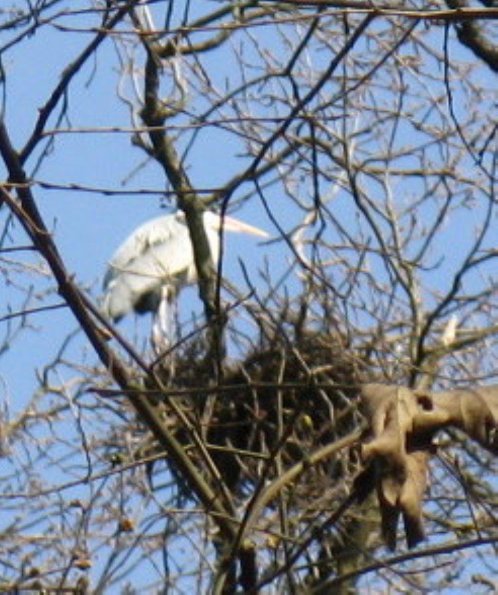 Airone bianco maggiore?  S !